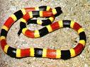 First Aid for Snake Bites